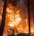 This shows the Whitewater-Baldy Complex wildfire in Gila National Forest, New Mexico, as it burned on June 6th, 2012. Scientists calculate that high fire years like 2012 are likely occur two to four times per decade by mid-century, instead of once per decade under current climate conditions. This shows the Whitewater-Baldy Complex wildfire in Gila National Forest, New Mexico, as it burned on June 6th, 2012. Scientists calculate that high fire years like 2012 are likely occur two to four times per decade by mid-century, instead of once per decade under current climate conditions.