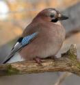This is an Eurasian jay.