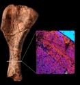 This is the humerus, or upper arm bone, of <i>Nyasasaurus parringtoni </i>next to a cross section of the bone. The many colors indicate that the bone fibers are disorganized, much like those of early dinosaurs.