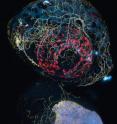 This is a confocal image of a zebrafish head showing labeling of sensory axon membranes (yellow), mitochondria (cyan), and autofluorescence (red).