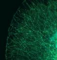 This is a wide-field image of a zebrafish tail showing labeling of sensory axon membranes (green) and mitochondria (cyan).