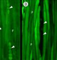 On the left (A), the rays are filled with the tracer, on the right (B) they are free of the dye. F = fusiform cambial cell; arrowhead = cambial ray.