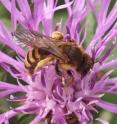 This is a female sweat bee, <i>Halictus scabiosae</i>, nectaring on Knapweed flower on the Lausanne University campus.
