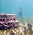 Jacob Allgeier, a doctoral student at the University of Georgia, studies a reef in the waters off of Abaco Island, Bahamas in 2012.