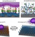 A new-generation nano-platform capable of capturing circulating tumor cells and releasing them at reduced temperature.