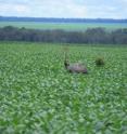 A rhea looks out among the thriving soybean plants in a field in Brazil's Mato Grosso region.