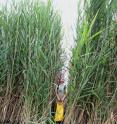 5-foot-tall Naomi Hamermesh, a former intern who is now an employee of the Michigan Tech Research Institute, dwarfed by a stand of <i>Phragmites</i>. 5-foot-tall Naomi Hamermesh, a former intern who is now an employee of the Michigan Tech Research Institute, dwarfed by a stand of <i>Phragmites</i>.