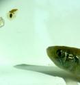 Sarah Sumoski fed eelgrass seeds (in a matrix of squid gelatin) to mummichogs and other common inhabitants of eelgrass beds in Chesapeake Bay.