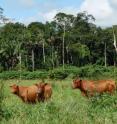 The Amazon Rainforest containing thousands of plant species (background) is converted to a pasture. First hard timber is removed, followed by fire and sowing of a single exotic grass species.