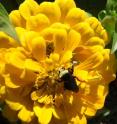 This image shows <i>Bombus vosnesenskii</i>, the yellow-faced bumblebee studied by University of Texas at Austin's Shalene Jha and University of California, Berkeley's Claire Kremen. The researchers found that the ground-nesting bumblebees are negatively impacted by impervious cover and will forage long distances for diverse patches of flowers.