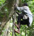 Men in Twa society from Uganda regularly climb trees to gather honey.