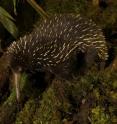 The western long-beaked echidna, one of the world's five egg-laying species of mammal, was thought to be extinct in Australia. However scientists have found evidence that it may still roam the country's north-western region.