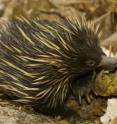 The short-beaked echidna has fared better than its long-beaked relative. It is found throughout Australia, where it is the most widespread native mammal.