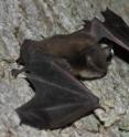 This is a little brown bat (<I>Myotis lucifugus</I>).