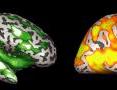 The fMRI scan on the left represents correlations in neural activity between children and adults, in the middle between children and other children, and on the right between adults and other adults. Such neural maps, says University of Rochester cognitive scientist Jessica Cantlon, reveal how the brain’s neural structure develops along predictable pathways as we mature.