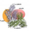 Scientists from Scripps Florida have solved a puzzle in cellular biology with the structure of a protein called &#945;-catenin.