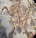 This is a photograph of <i>Sulcavis geeorum</i>, a fossil bird from the Early Cretaceous (120 million-years-ago) of Liaoning Province, China with scale bar in millimeters. This is a photograph of <i>Sulcavis geeorum</i>, a fossil bird from the Early Cretaceous (120 million-years-ago) of Liaoning Province, China with scale bar in millimeters.