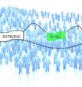 This cartoon represents alternative splicing, where an intron (in green) is potentially attached via dotted lines to exons, left and right.