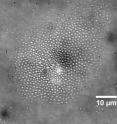 Researchers have demonstrated a new technology that combines a laser and electric fields to create tiny centrifuge-like whirlpools to separate particles and microbes by size, a potential lab-on-a-chip system for medicine and research. Here the technique is used to collect a bacterium called <i>Shewanella oneidensis</i>.
<p>A publication-quality image is available at <a target="_Blank"href="http://www.purdue.edu/uns/images/2013/wereley-biochip.jpg">http://www.purdue.edu/uns/images/2013/wereley-biochip.jpg</a>.