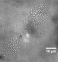 Here the technique, called rapid electrokinetic patterning, is used to arrange the bacteria into a speific pattern. The technique may be used as a tool for nanomanufacturing because it shows promise for the assembly of suspended particles, called colloids. The ability to construct objects with colloids makes it possible to create structures with particular mechanical and thermal characteristics to manufacture electronic devices and tiny mechanical parts.

<P>A publication-quality image is available at <a target="_Blank"href="http://www.purdue.edu/uns/images/2013/wereley-biochip2.jpg">http://www.purdue.edu/uns/images/2013/wereley-biochip2.jpg</a>.