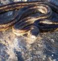 This is a Texas ratsnake (<i>Elaphe obsoleta</i>) at Fort Hood, Texas.