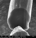 Nanotubes are tightly packed in the new carbon nanotube fibers produced by Rice University and Teijin Aramid. This cross section of a test fiber, which was taken with a scanning electron microscope, shows only a few open gaps inside the fiber.