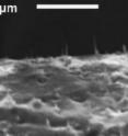 This image shows carbon nanofiber "needles" embedded in an elastic silicone membrane.