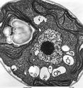 An electron microscope image of a mammalian cell with organelles depicted. In autophagy, some elements of a cell are degraded and recycled to generate nutrients and energy to sustain and preserve the whole cell.