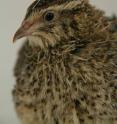 When it comes to camouflage, ground-nesting Japanese quail are experts. That’s based on new evidence published online on Jan. 17 in <i>Current Biology</i> that mother quail "know" the patterning of their own eggs and choose laying spots to hide them best.