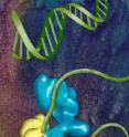 Berkeley researchers found that the "rearranged" state of the lobe A (yellow) section of the horseshoe-like TFIID transcription factor enables TFIID to bind with DNA (green) and start the process by which DNA is copied into RNA.