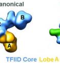 The TFIID transcription factor protein co-exists in two states: Canonical, in which the lobe A is connected to the lobe C; and rearranged, in which the lobe A is connected to the lobe B. Only in the rearranged state does TFIID bind to DNA.