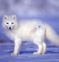 Arctic foxes in Svalbard will have more than enough food during rainy and icy winters because there will be many reindeer carcasses for them to eat. The next winter, however, the fox population size will be reduced because a robust and small reindeer population will mean many few deaths and hence, very little carrion.
