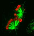 This shows the expression of the chromokinesin NOD (red) stabilizes aberrant interactions between kinetochores and spindle microtubules (green). Tension stabilizes bioriented attachments where each sister chromatid is attached to microtubules from opposite spindle poles while tensionless attachments are typically unstable and corrected. Elevating the polar ejection force that pushes chromosome arms away from spindle poles overwhelms error correction, resulting in a dose-dependent stabilization of syntelic attachments where sister chromatids are attached to the same spindle pole.