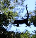 Mexican Howler monkeys are forced to spend more time foraging for poor quality food.