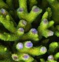 <i>Acropora </i>coral from the Red Sea expressing a photoprotective purple chromoprotein in the area of regenerating wounds.