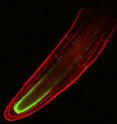 This is a confocal microscope image of a branching root (lateral root). The cell boundaries are in red and the the GFP fluorescent signal marks the endodermis.