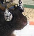 A rat wears special goggles to receive visual cues to one eye or the other.