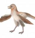 This is a reconstruction of <I>Eosinopteryx</I>.