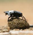 Researchers gave dung beetles caps to block out light.