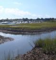 Ditches at sites with heavy recreational fishing pressure are denuded by Sesarma herbivory and widen over time through erosion and continued herbivory. Ditches at this site were dug in the 1930s at <0.5m wide, but are now >5m in many areas. Ditches at nearby die-off sites on Cape Cod have expanded to >30m where herbivory is intense.