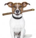 A popular dog treat, the "bully stick," could be adding more calories than pet owners realize and possibly be contaminated by bacteria, according to a study published this month by researchers at the Cummings School of Veterinary Medicine at Tufts University and the University of Guelph.