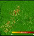 Lawrence Berkeley National Laboratory scientist Jeffrey Chambers and colleagues have devised an analytical method that combines satellite images, simulation modeling and painstaking fieldwork that allows them to create a detailed mortality map for the forest, thus helping researchers detect mortality patterns and trends.