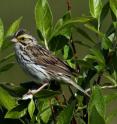 This is a Savannah sparrow on Kent Island, N.B.