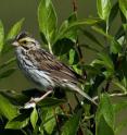 This is a Savannah sparrow on Kent Island, N.B. This is a Savannah sparrow on Kent Island, N.B.