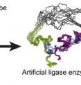 3-D structure of the evolved enzyme (an RNA ligase), using 10 overlaid snapshots. In the top region, the overlays show the range of bending and folding flexibility in the amino acid chain that forms the molecule. The two gray balls are zinc ions.