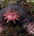 Here is the citation: Gerhold KA, Pellegrino M, Tsunozaki M, Morita T, Leitch DB, et al. (2013) The Star-Nosed Mole Reveals Clues to the Molecular Basis of Mammalian Touch. <i>PLoS ONE </i>8(1): e55001. doi:10.1371/journal.pone.0055001
