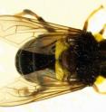 This is an adult specimen of <i>Quichuana</i>. This is an adult specimen of <i>Quichuana</i>.