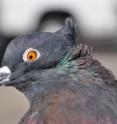 An Indian fantail -- one of 350 rock pigeon breeds -- displays a type of head crest known as a peak crest. Researchers from the University of Utah and from China, Denmark and Texas identified a single gene that, when mutated, apparently causes head crests to form in numerous pigeon breeds. It was part of a project that decoded the genetic blueprint of the rock pigeon, among Earth’s most common and diverse bird species.