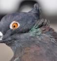 An Indian fantail--one of 350 rock pigeon breeds--displays a head crest called a peak crest.