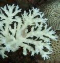 This shows <i>Acropora</i> coral from the Persian/Arabian Gulf bleached during summer 2012.